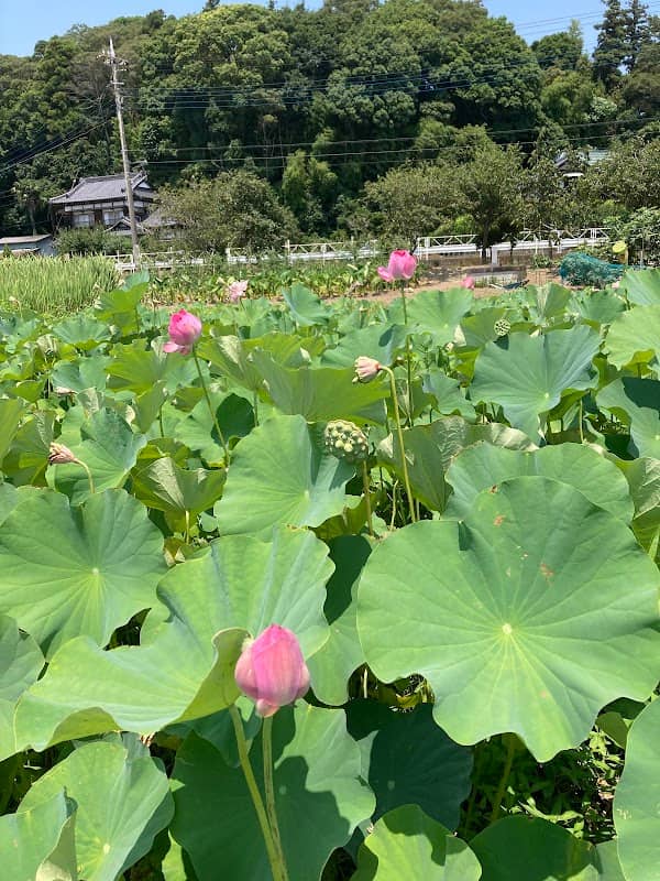 花蓮田 - Image 1