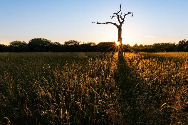The Lightning Tree - Image 1