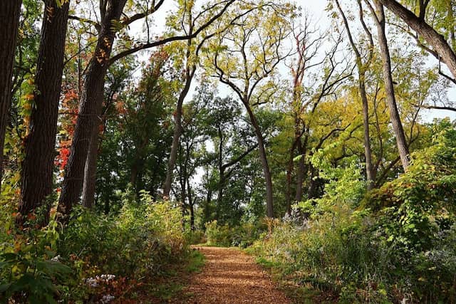 Bell Woods - Image 2