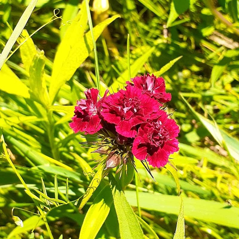 Butterfly Garden - Image 2