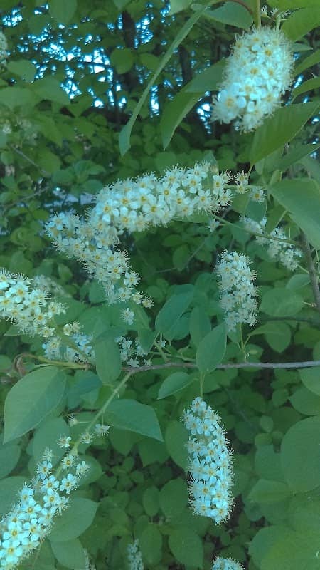 Riverdale Park - Image 3