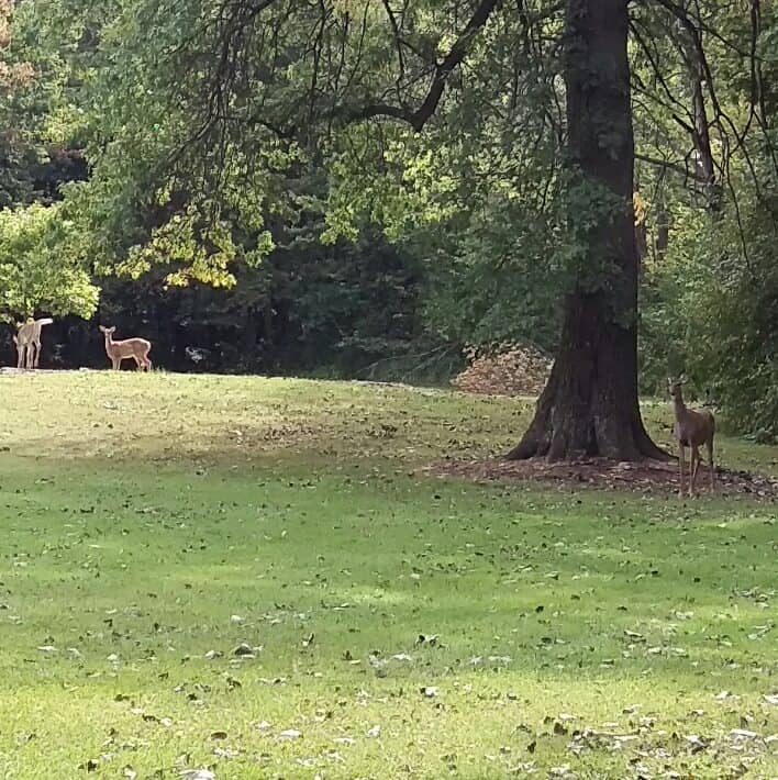 Cobey Park, llc - Image 1
