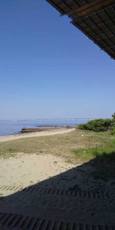 ハマヒルガオの群生地 - Image 1