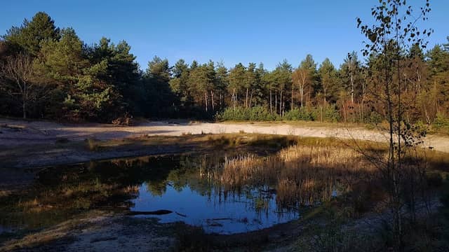 Walsbergsbos - Image 1