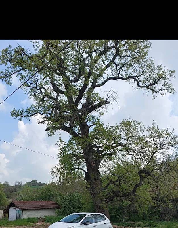 Tarihi meşe ağacı - Image 1