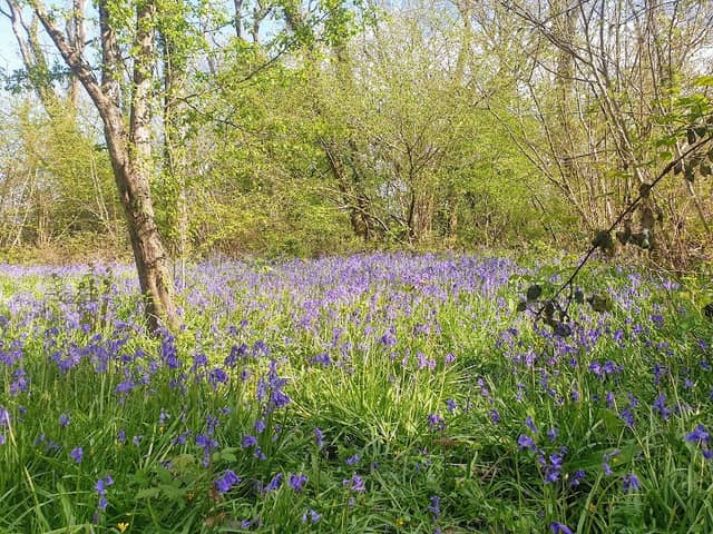 Tottington Woods, Smalldole, Pond - Image 2