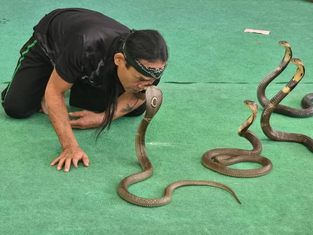 Pattaya Snake Show - Image 1