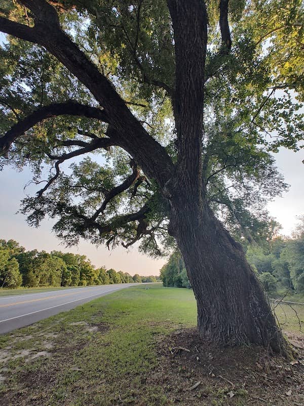 Amazing Giant Oak Trees - Image 1