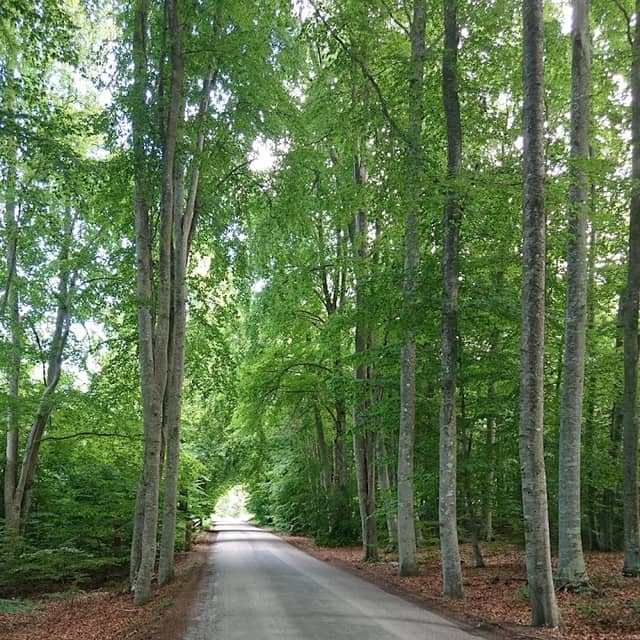 Vacker bokskog - Image 1