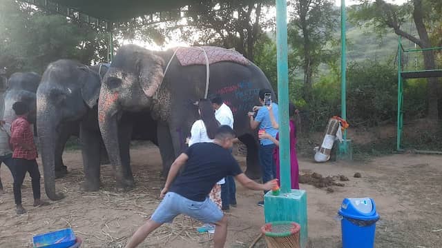 My Elephant Trip - Image 1
