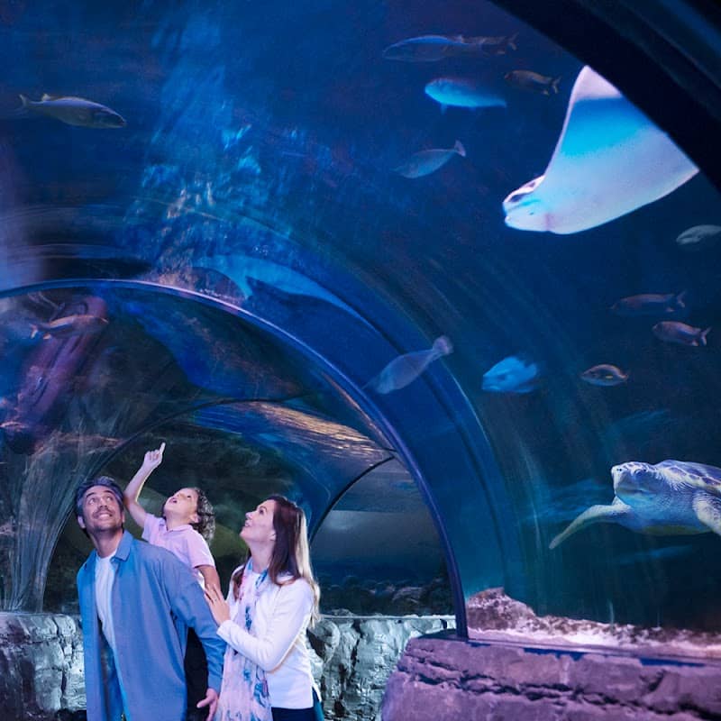 SEA LIFE Michigan Aquarium - Image 2