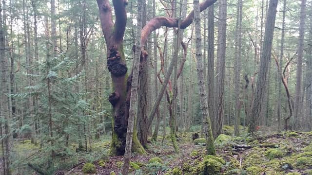 Arbutus Grove Provincial Park - Image 2