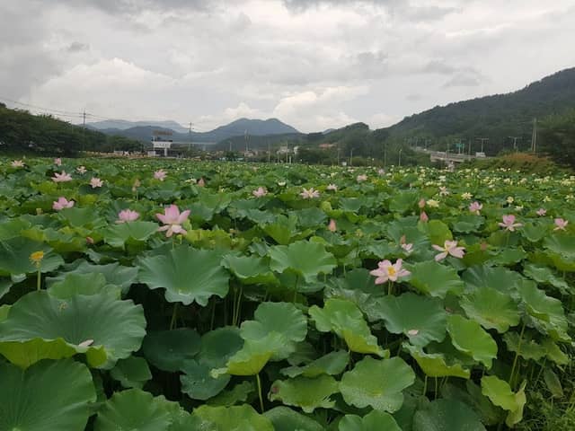 곰내연밭 - Image 1