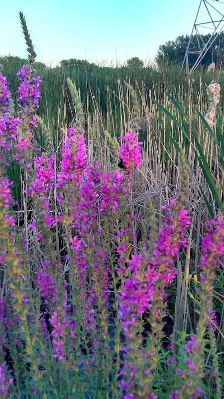 Burnham Prairie Nature Preserve - Image 1