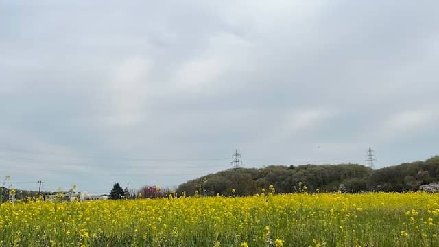 熊井のひまわり畑 - Image 1