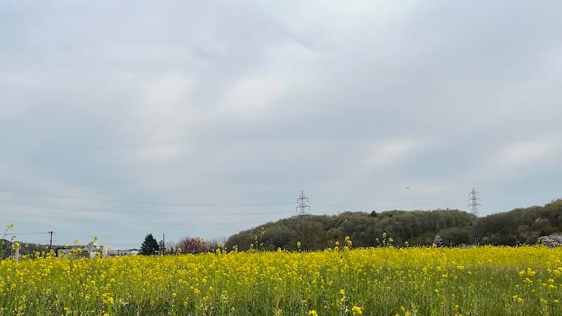 熊井のひまわり畑 - Image 1