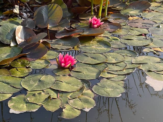 Horticulture Gardens - Image 3