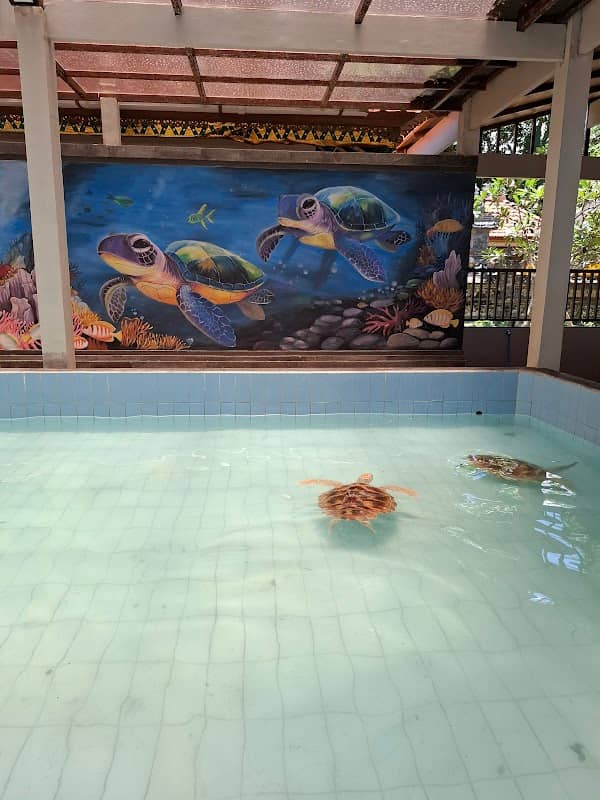 Sea Turtle village - Image 1