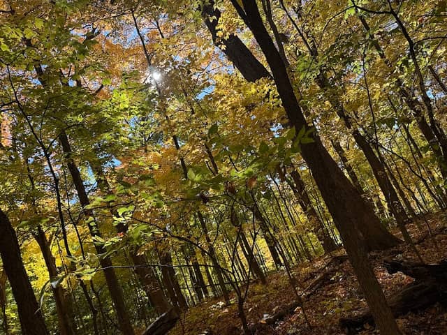 Alpine Trail - Image 2