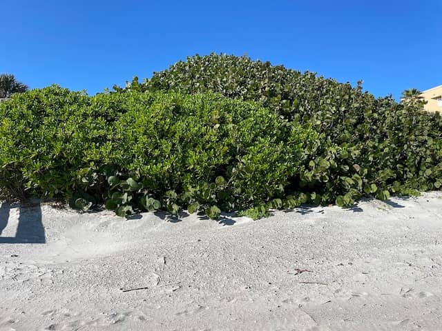 Brevard's Barrier Island Reef At Bicentennial Park - Image 1