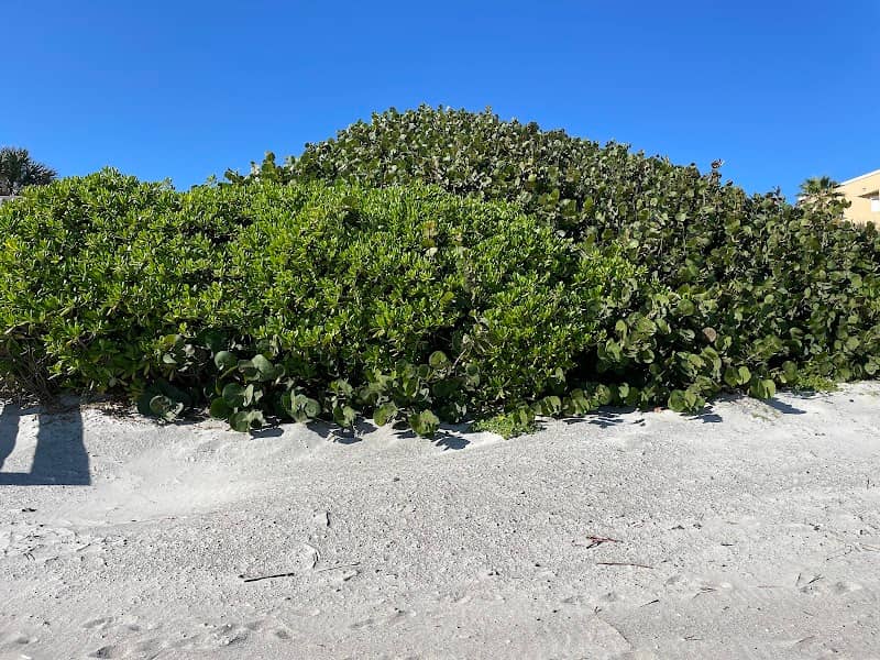 Brevard's Barrier Island Reef At Bicentennial Park - Image 1