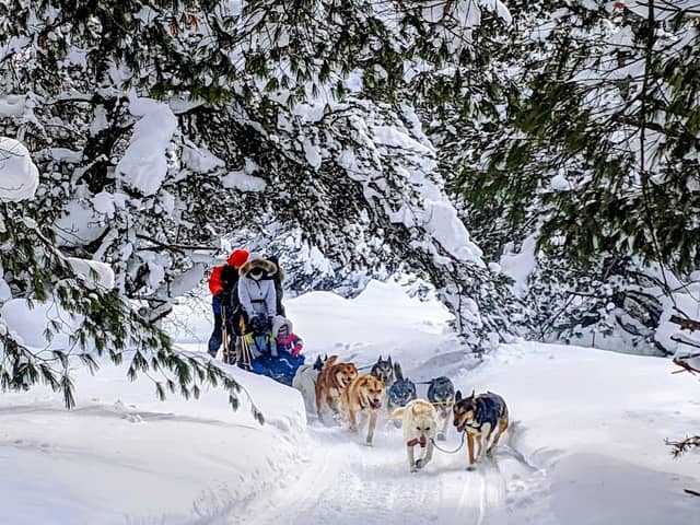Husky Haven Kennels - Image 2