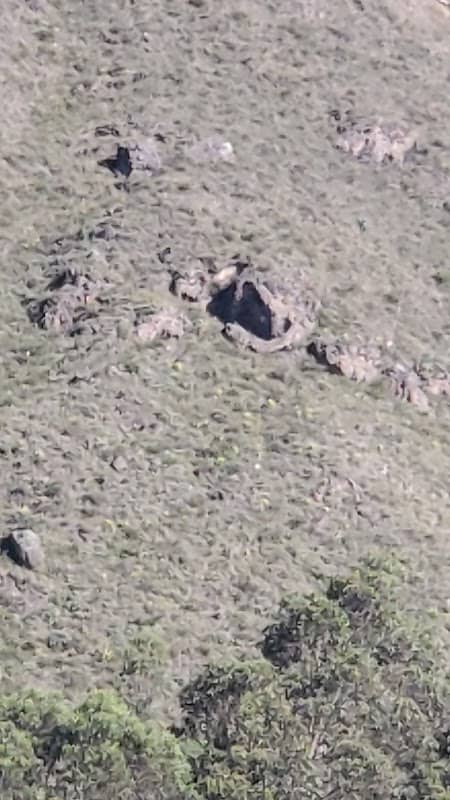 STONE SNAKE HEAD - Image 1