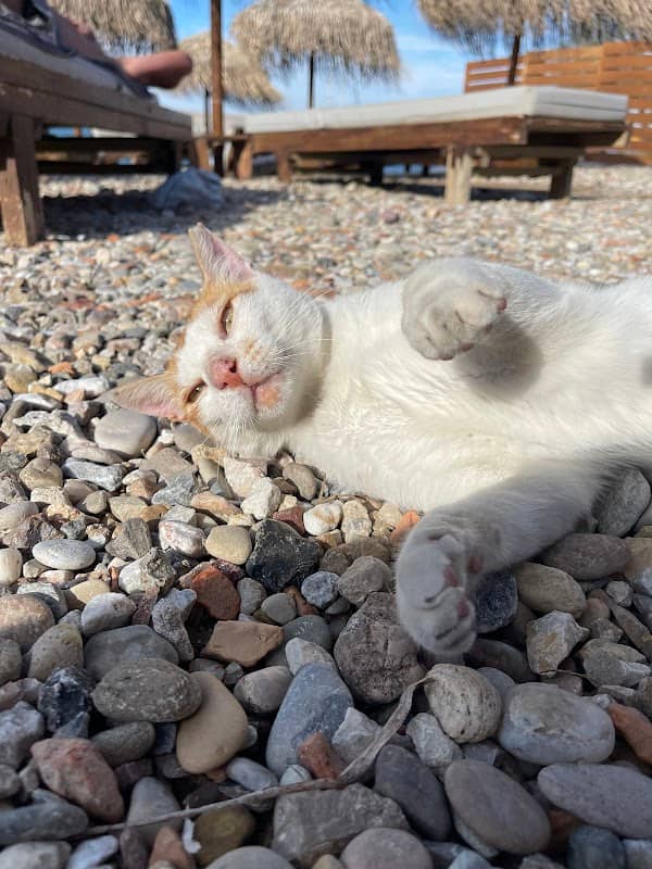 Binnie Beach Cat - Image 1