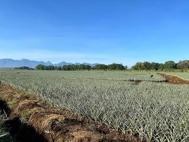 Pineapple Field - Image 1