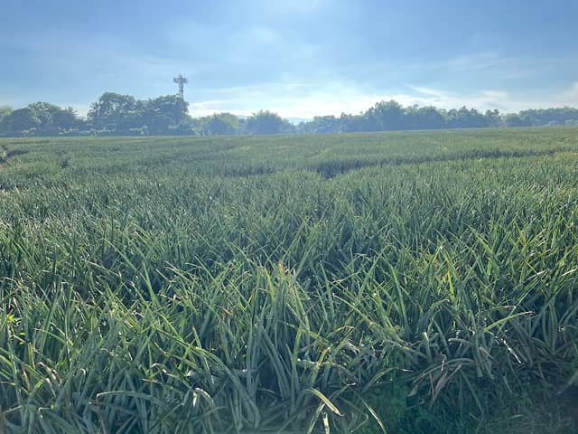 Pineapple Field - Image 2