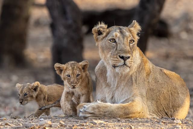 Gir National Park - Image 1