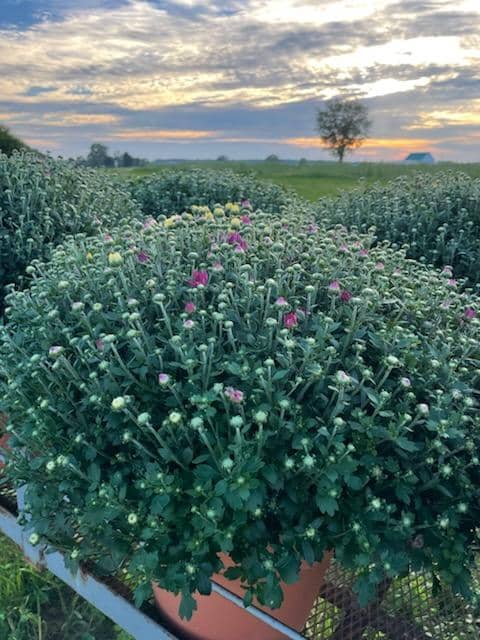 Violet View Farms - Image 2