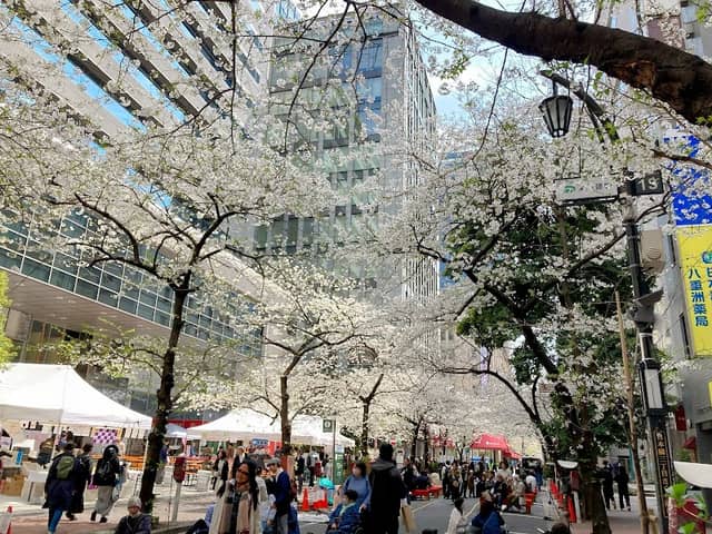 Sakura Dori - Image 1
