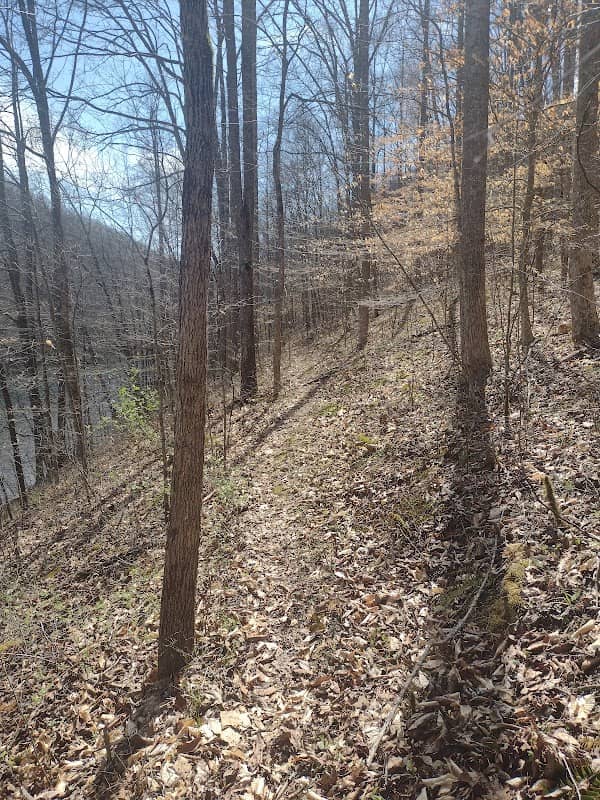 Burchell-Beech Creek WMA - Image 2