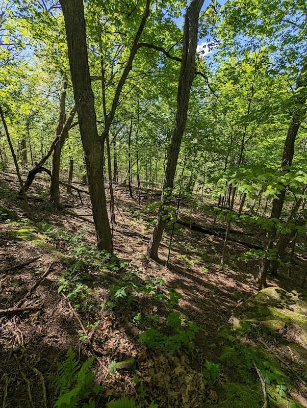 Browntown Oak Forest State Natural Area - Image 1