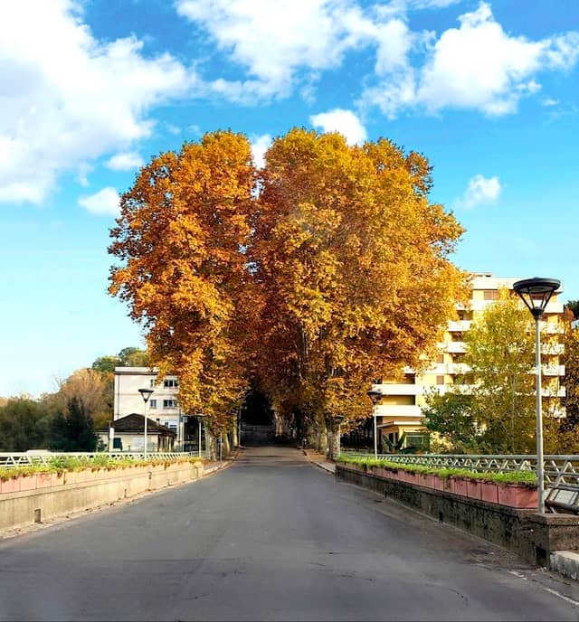 Alberata - Image 1