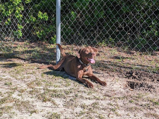Seabee Base Dog Park - Image 1