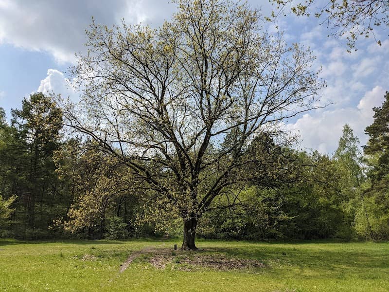 Klausheider Stern (Platz im Wald) - Image 1