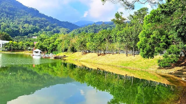 Lake Egret - Image 2