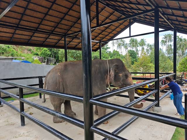 Samui Elephant Conservation - Image 2