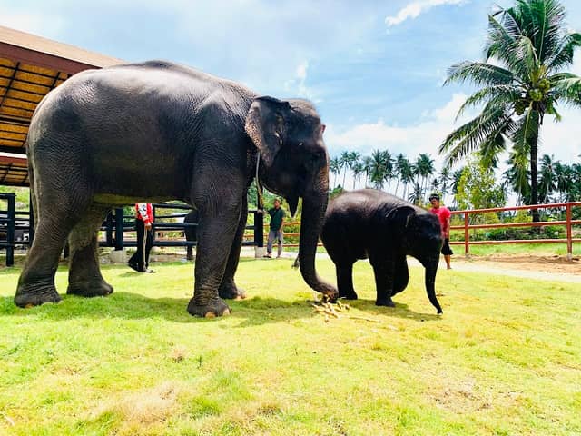 Samui Elephant Conservation - Image 3
