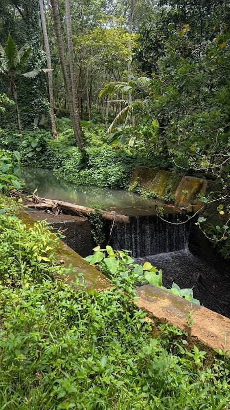Paruthi vaaikaal - Image 1