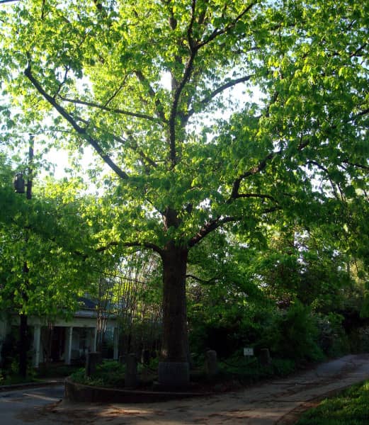 Tree That Owns Itself - Image 1