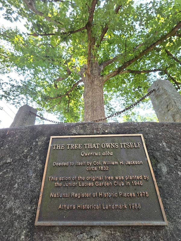 Tree That Owns Itself - Image 2