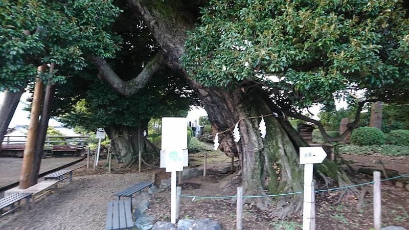 九重神社のスダジイ - Image 1