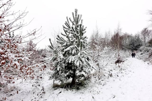 Keresley Jubilee Wood - Image 1