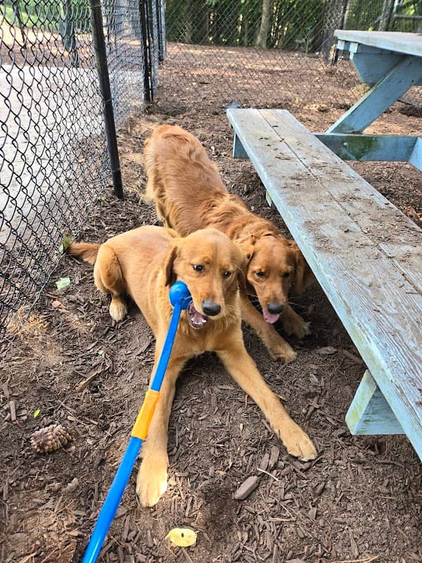 Wendell Paws Dog Park - Image 1