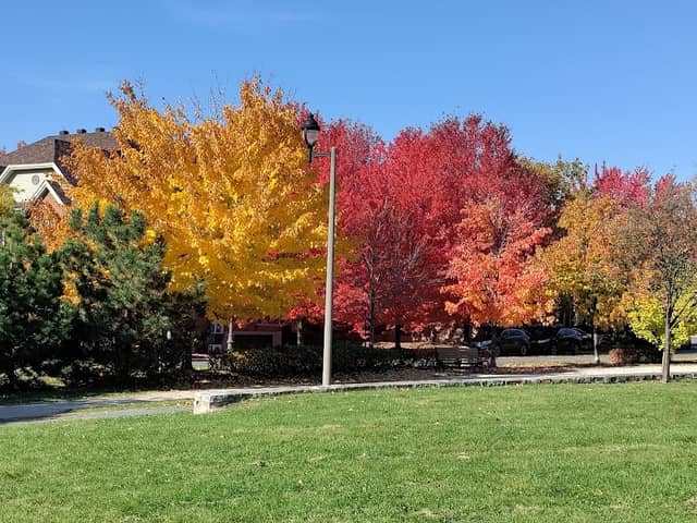 Central Park - Image 3