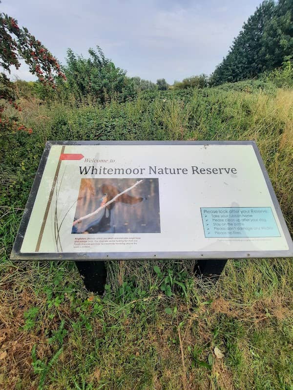 Whitemoor Nature Reserve - Image 1