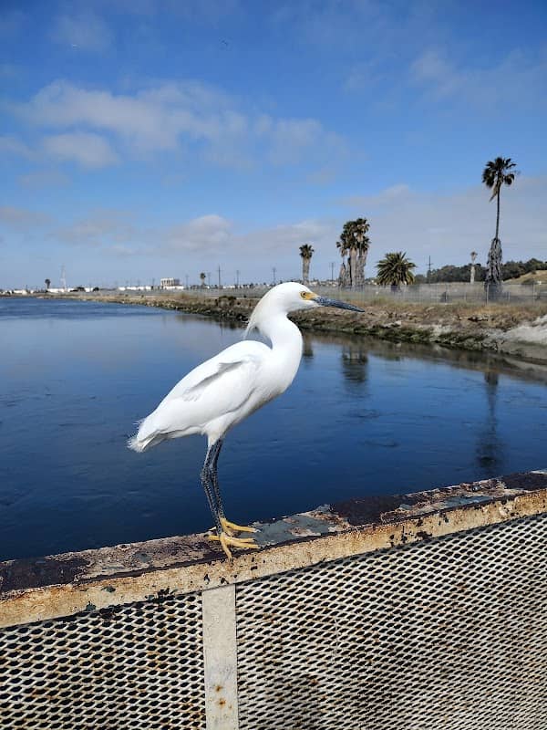 Los Cerritos Wetlands - Image 1
